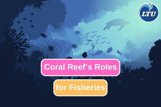 Coral Reef Protection: Key to the Future Sustainable Fishing Industry